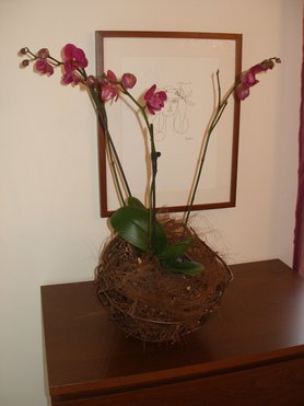 Orchidee in Weidenkugel