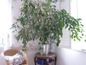 ... und die kitschige Blümchentapete, 