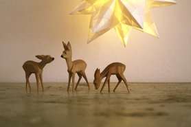 ein paar Rehe unterm schönen Stern