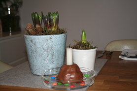 Und nochmal Hyazynthen...