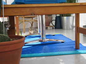 Aus der Katzenperspektive☺