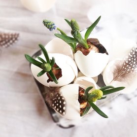 Ei-ngepflanzt :relaxed: