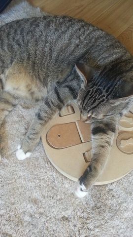 Katze Coco bewacht ihr liebstes Spielzeug