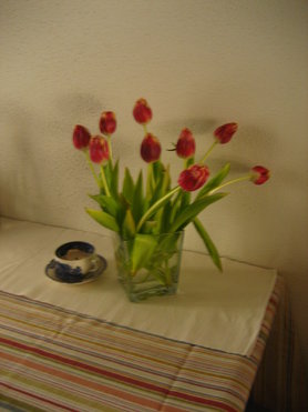 Tulpen, Tulpen und noch mehr Tulpen 