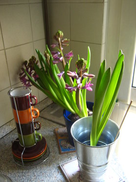 Fruehling in der Kueche