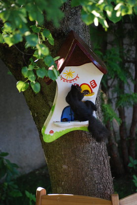 ver(w)irrtes Eichkätzchen