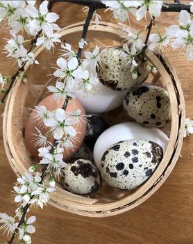 Bild von Sternflocke