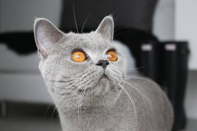 Liebeserklärung an meinen Pelzkopf