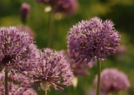 allium giganteum
