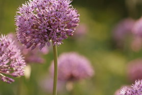 Neues von Allium & Co.