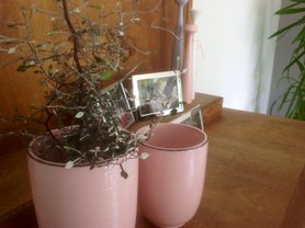 Noch ein bisschen Rosa