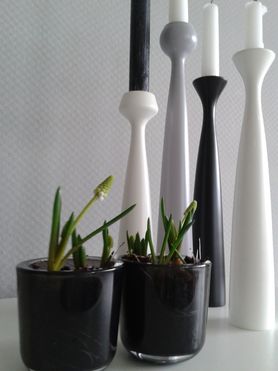 Fotofrage: Frühling im Haus 