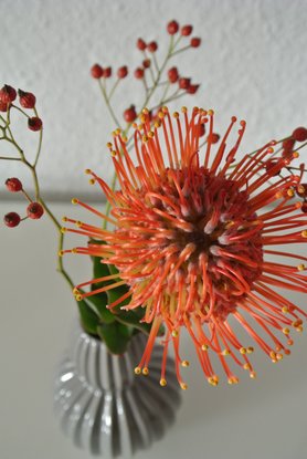 Lustige orangene Blume