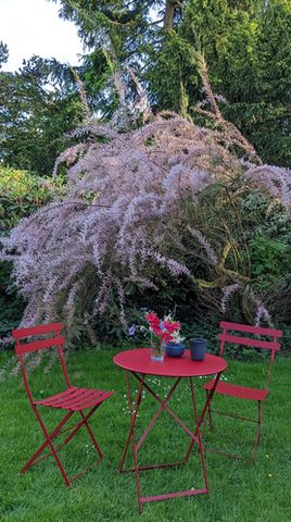 Unsere Tamariske blüht und