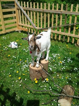 Bei diesen schönen...