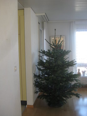 Er wartet geduldig geschmückt zu werden !