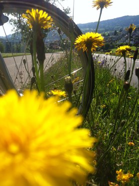 Ach, schön ist das Gelb!