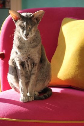 Samstags sonnen auf dem Sessel