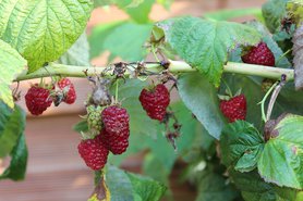 Himbeeren satt