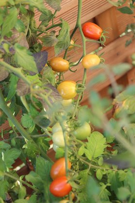 Cocktailtomaten satt