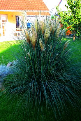 Pampasgras leutet den Herbst ein