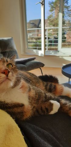 KATZENKUMPEL im „Mädchenzimmer“. Das