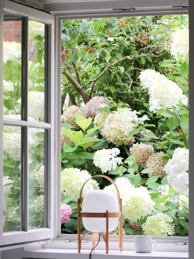 Über den Kopf gewachsen