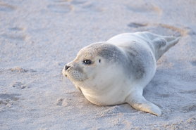 Gestern am Strand entdeckt.....