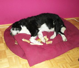 Mein Mitarbeiter und Motivationscoach - macht gerade Mittagsschlaf