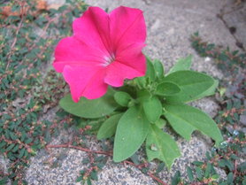 späte Pflaster-Herbstblüherin
