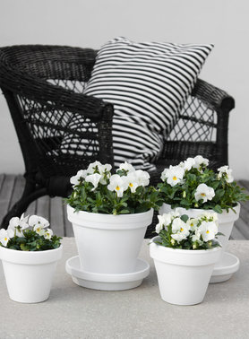 Frühblüher auf der Terrasse