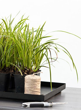 Gräser auf dem Gartentisch #2