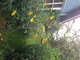 Gelbe Blumen heben die Stimmung 