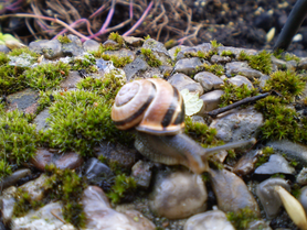 Schneckenbesuch