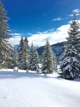 Griaß di vom Allgäu.......