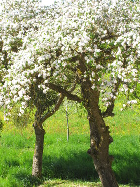Apfelblüte