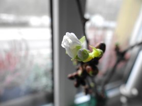 leises Frühlingserwachen ...