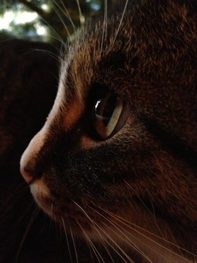 Mein liebstes Katerchen