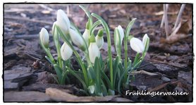 Frühlingserwachen