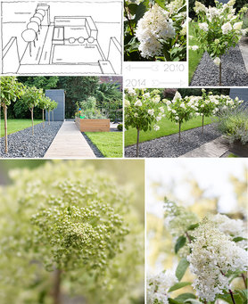 Hortensien-Hochstämmchen