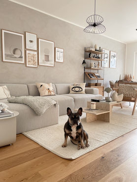 Unser kleiner Frenchie Ivy