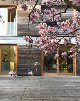 Magnolienblüte vorm Haus