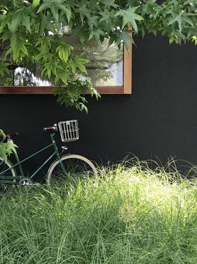 Asche auf mein Haupt und Grün in meinem Garten