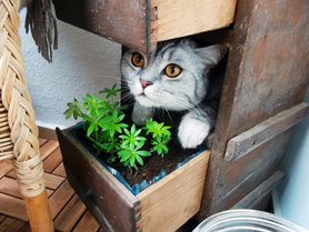 Schaut mal, was da wächst!