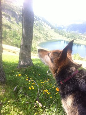 Mein Hund und ich , wir lieben die Berge