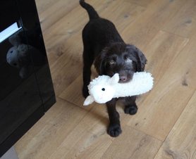 Cooper - unser neuer Mitbewohner rutscht über den Holzboden