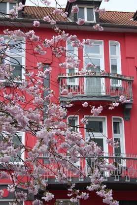 Kirschblüte auf meinem Heimatkiez