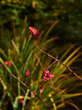 Herbstlicher Farbrausch...einheimisch und wunderschön