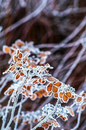 Die goldenene 20-iger Jahre