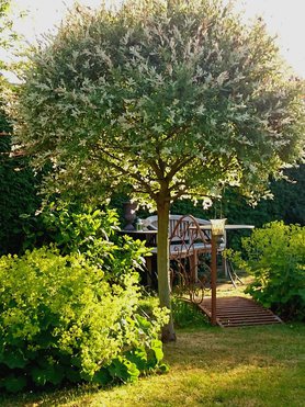 Abendsonne